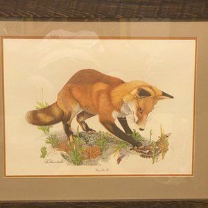 SALLIE MIDDLETON "Young Red Fox," Collectors Serie